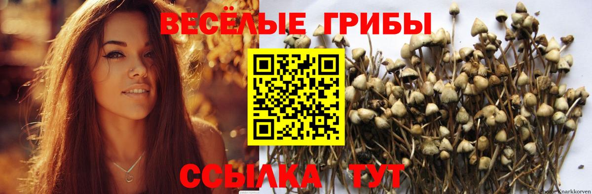 Галлюциногенные грибы MAGIC MUSHROOMS  Вход с VPN  Унеча  Псилоцибиновые грибы GOLDEN TEACHER 